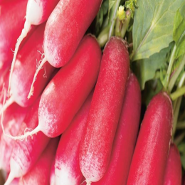 SBJEI-FRESH LONG RED RADISH